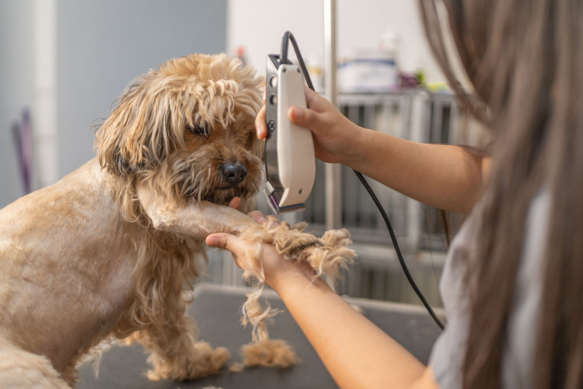 For groomers who demand the best