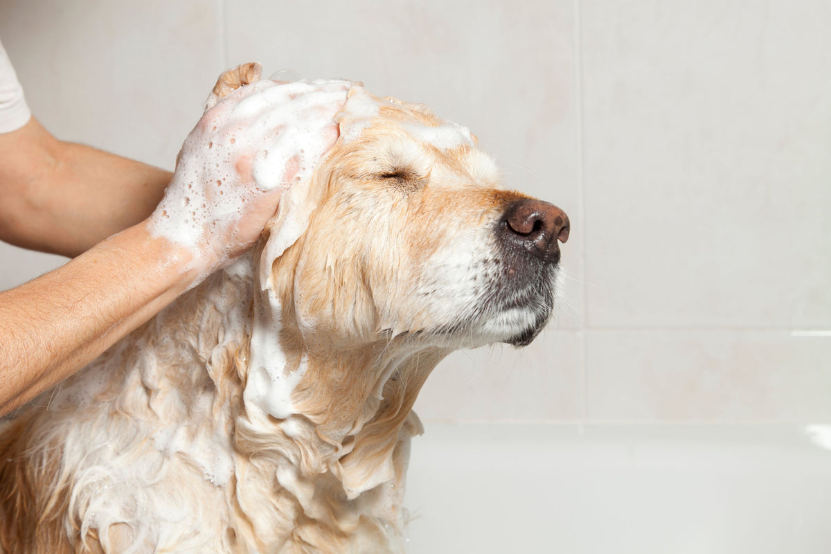 It began with Groomit